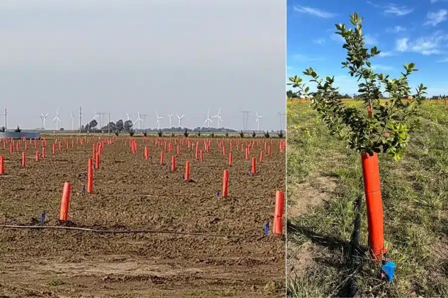 Riego con Agua de Osmosis Inversa Cultivo de Trufas en Argentina