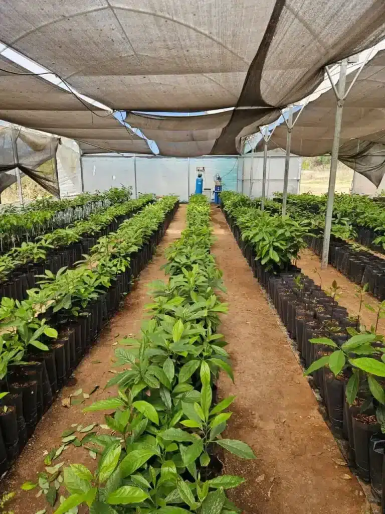 OSMOVIC Agua tratada para plantacion de Palta